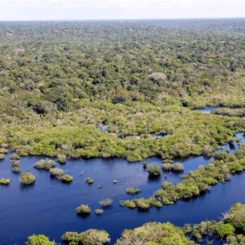 Sustatibilidade Governo do Brasil seleciona 11 projetos para restaurar quase 3 mil hectares na Amazônia Legal