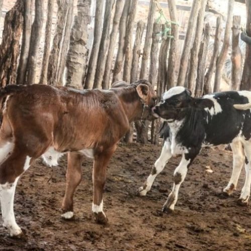 Mossoró registra o nascimento dos primeiros filhotes de bezerros por inseminação artificial