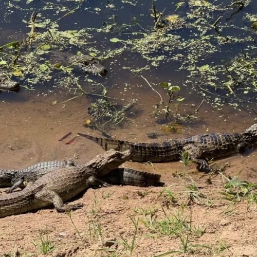 Jacarés serão retirados de lago de Maracajaú e distribuídos em três áreas do RN, diz Idema