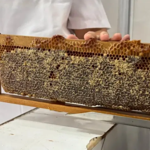 Agroindústrias do RN conquistam Selo de Inspeção Federal para comercialização nacional de mel