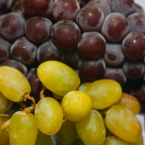 Ministério reconhece ocorrência de praga que afeta a uva no RN; entenda