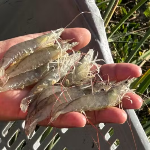 Feira Nacional do Camarão pretende movimentar mais de R$ 40 milhões em negócios