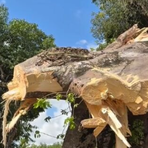 Baobá histórico de Macaíba, com aproximadamente 200 anos, desaba na Grande Natal
