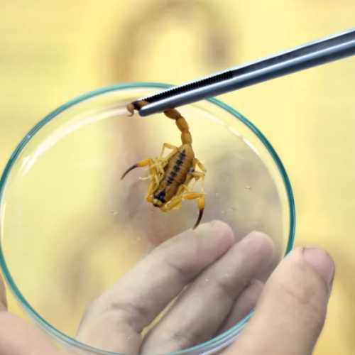 Escorpiões lideram acidentes com animais peçonhentos no RN em 2025