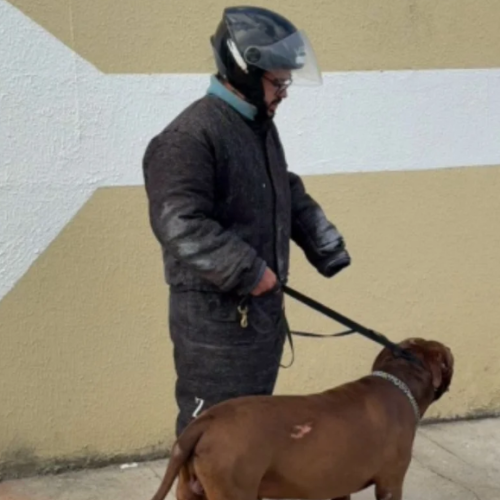 Cachorro é resgatado após ataque que terminou com morte de idoso em Extremoz