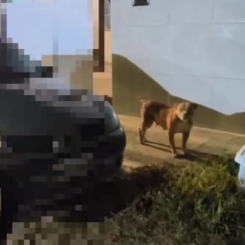 Dono é autuado após Pit Monster solto causar risco a crianças em Extremoz