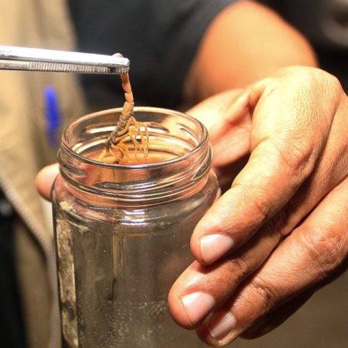 Saúde Sesap orienta sobre cuidados em acidentes com escorpiões