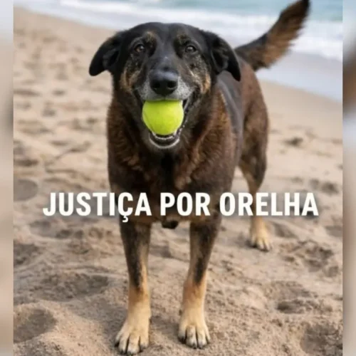 Polícia de Santa Catarina conclui inquérito sobre morte do Cão Orelha; veja