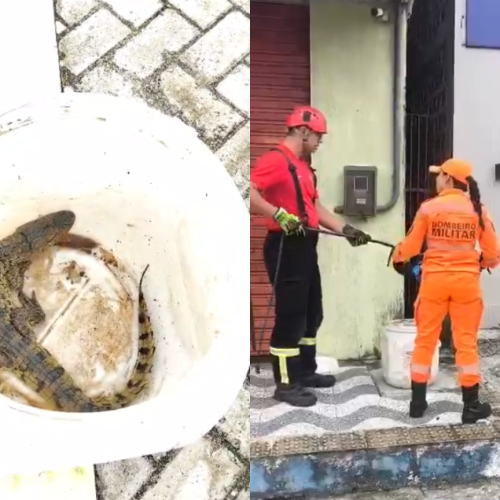Jacaré é capturado após aparecer em calçada no centro de Goianinha