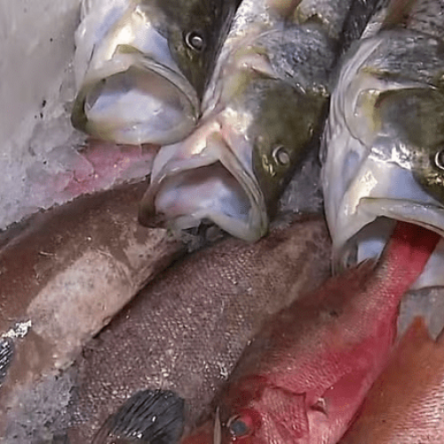 Sesap e SMS investigam internação de pessoas intoxicadas após consumo de peixe, em Natal